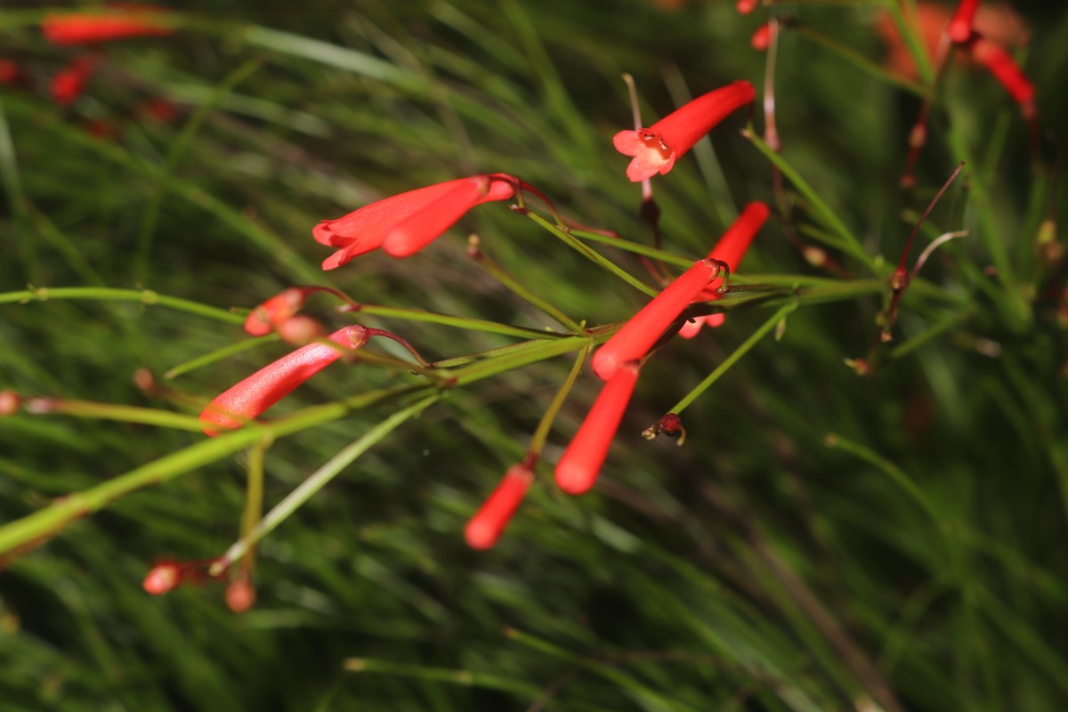 Russelia equisetiformis Schltdl. & Cham.